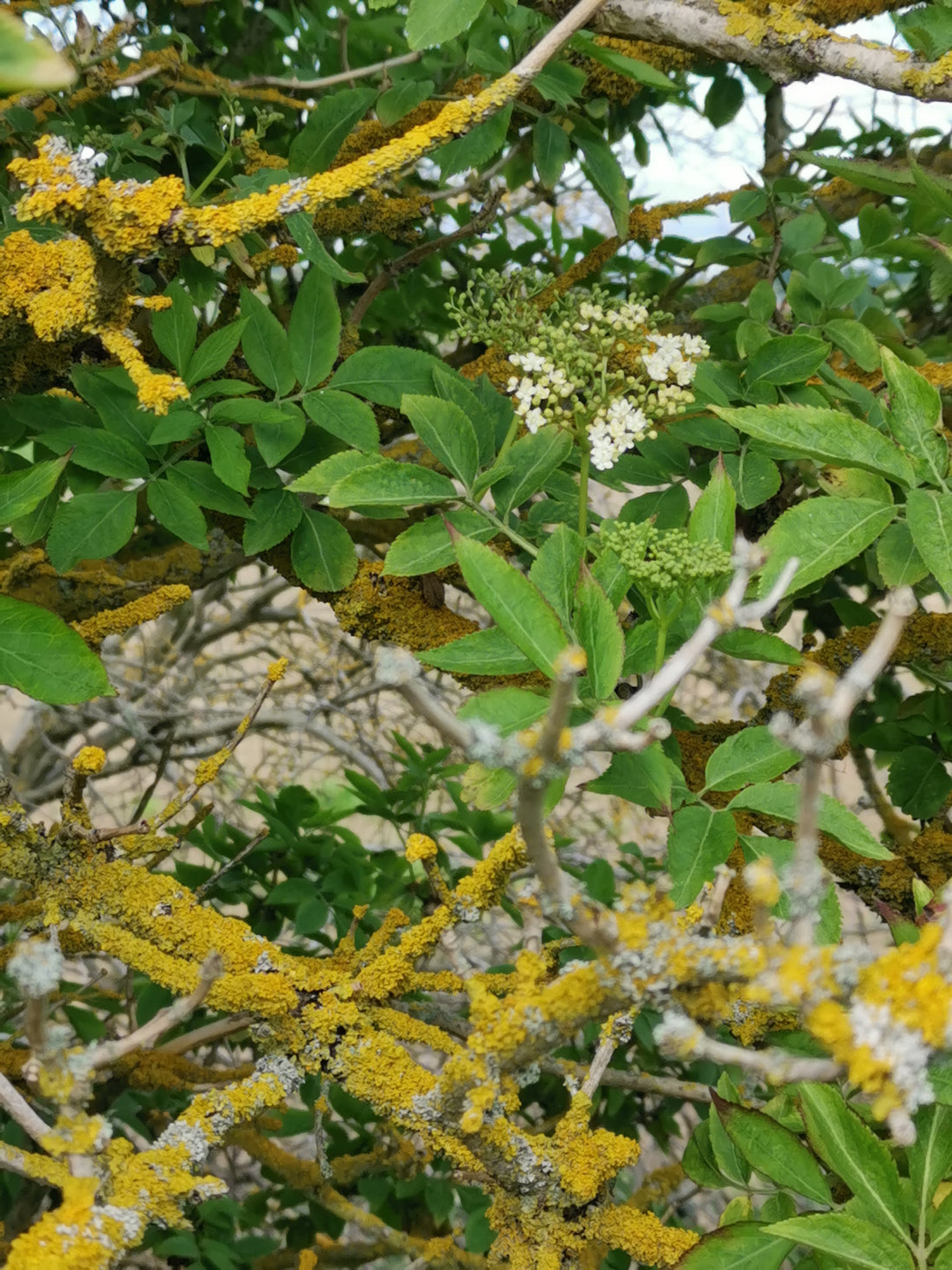 SilkGenie Elderflower foraging - homemade cordial